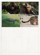 Endangered Species - United Nations Vintage Original Postcard # 5471 - New - 1993