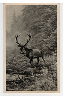 Greetings from Hoenderloo, Netherlands (Deer in Forest) Vintage Original Postcard # 5479 - Post Marked 1957