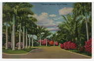 Florida's Majestic Royal Palms, Florida, USA - Ariel View Vintage Original Postcard # 5501 - New - 1940's