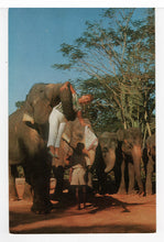 Load image into Gallery viewer, Dehiwala Zoo - Elephants - Vintage Original Postcard # 5523 - New - 1960's
