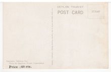 Load image into Gallery viewer, Dehiwala Zoo - Elephants - Vintage Original Postcard # 5523 - New - 1960's

