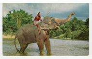 Elephant and Mahout, Kandy, Ceylon Vintage Original Postcard # 5524 - New - 1960's