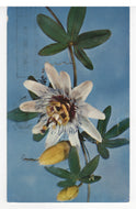 Common Passion Flower Vintage Original Postcard # 5593 - Post Marked 1965