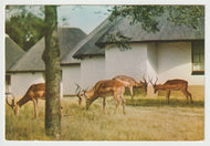 Rooibos Impala - Kruger National Park, South Africa Vintage Original Postcard # 5700 - Post Marked November 18, 1966