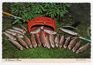 Fishing for Rainbow Trout, New Hampshire, USA Vintage Original Postcard # 5726 - Post Marked October 11, 1983