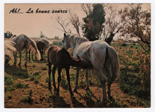 Load image into Gallery viewer, Ah! The Good Source - Vintage Original Postcard # 5757 - Hand Written 1980's
