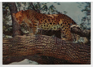 Leopards - 3D - Vintage Original Postcard # 5787 - Hand Written 1980's