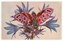 Load image into Gallery viewer, Botanical Museum, Harvard University, USA Vintage Original Postcard # 2275 - 1980's - Mint
