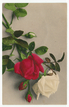 Load image into Gallery viewer, Flowers - Roses Vintage Original Postcard # 2276 - Dated 1907 - VG
