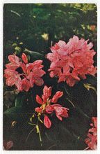 Load image into Gallery viewer, Flowers - Rhododendrons, Oregon, USA Vintage Original Postcard # 2278 - New - 1960's - VG
