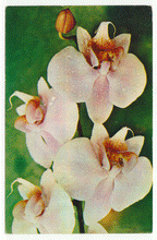 Load image into Gallery viewer, Flowers - from Moscow, Russia Vintage Original Postcard # 2285 - New - 1970's - NM
