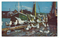 Feast of the Gulls, USA Vintage Original Postcard # 2445 - New - 1970's - Mint
