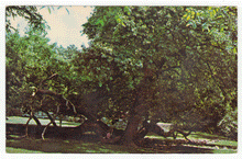 Load image into Gallery viewer, Old Fort Harrod State Park, Harrodsburg, Kentucky, USA Vintage Original Postcard # 2456 - New 1970's
