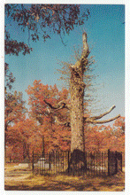 Load image into Gallery viewer, Johnston Tree, Shiloh National Military Park, Pittsburg Landing, Tennessee, USA Vintage Original Postcard # 2476 - New - 1970's
