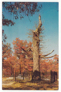 Johnston Tree, Shiloh National Military Park, Pittsburg Landing, Tennessee, USA Vintage Original Postcard # 2476 - New - 1970's