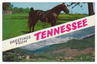 Greetings from Tennessee, USA (Tennesse Walking Horse) Vintage Original Postcard # 2480 - New - 1970's
