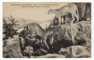 Grand Rapids Museum - Mounatin Lions, Michigan, USA Vintage Original Postcard # 2604 - New 1950's