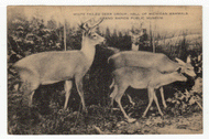 Grand Rapids Museum - White-Tailed Deer, Michigan, USA Vintage Original Postcard # 2605 - New 1950's