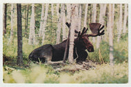 Jardin Zoologique - Moose, St. Felicien, Quebec, Canada Vintage Original Postcard # 1232 - Post Marked October 1, 1983