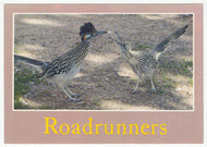 Desert Roadrunners, USA Vintage Original Postcard # 1306 - New - 1980's