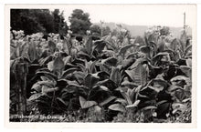 Load image into Gallery viewer, Tobacco in Dixie, Mississippi, USA Vintage Original Postcard # 1383 - New - 1950's
