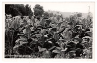 Tobacco in Dixie, Mississippi, USA Vintage Original Postcard # 1383 - New - 1950's