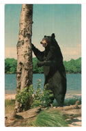 Bear Mountain State Park, New York, USA Vintage Original Postcard # 1445 - New - 1960's NM
