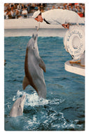 Marineland of the Pacific, Palos Verdes, California, USA Vintage Original Postcard # 1446 - New - 1970's NM