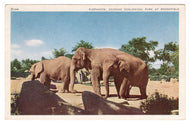 Elephants - Chicago Zoological Park, Brookfield, Illinois, USA Vintage Original Postcard # 1447 - New - 1960's VG