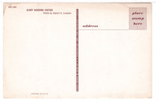 Load image into Gallery viewer, Giant Saguaro Cactus, USA Vintage Original Postcard # 1452 - New - 1970's VG
