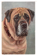 Mastiff - Colonel Cromwell - Dog - Vintage Original Postcard # 1453 - New - 1960's VG