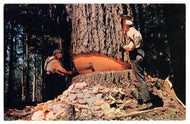 Big Trees of Oregon and Washington, USA Vintage Original Postcard # 1456 - New - 1960's NM