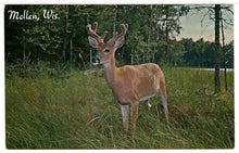 Load image into Gallery viewer, Deer in Northland, Mellen, Wisconsin, USA - Vintage Original Postcard # 1461 - New - 1960's VG
