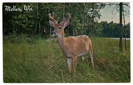 Deer in Northland, Mellen, Wisconsin, USA - Vintage Original Postcard # 1461 - New - 1960's VG