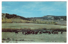 Load image into Gallery viewer, Cattle in the Rookies, USA - Vintage Original Postcard # 1462 - New - 1960's VG

