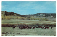 Cattle in the Rookies, USA - Vintage Original Postcard # 1462 - New - 1960's VG