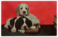 Cute Puppies - Vintage Original Postcard # 1463 - New - 1960's NM