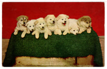 Load image into Gallery viewer, A Row of Cute Alaskan Husky Puppies - Vintage Original Postcard # 1464 - New - 1960's VG
