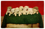 A Row of Cute Alaskan Husky Puppies - Vintage Original Postcard # 1464 - New - 1960's VG