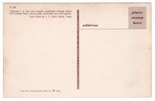 Load image into Gallery viewer, A Row of Cute Alaskan Husky Puppies - Vintage Original Postcard # 1464 - New - 1960's VG
