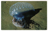 Man-O-War or Jelly Fish, Padre Island, Texas, USA - Vintage Original Postcard # 1465 - New - 1960's VG