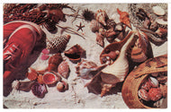 Shell Collector's Rainbow, USA - Vintage Original Postcard # 1466 - New - 1950's VG