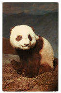 Panda - The Academy of Natural Sciences of Philadelphia, USA - Vintage Original Postcard # 1469 - New - 1960's VG