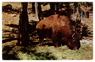 Buffalo Roaming, USA - Vintage Original Postcard # 1470 - New - 1960's VG