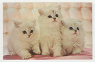 Cute Kittens - Vintage Original Postcard # 1472 - New - 1970's - NM