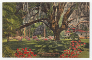 Oriental Gardens, Jacksonville, Florida, USA Vintage Original Postcard # 1484 - New - 1960's VG