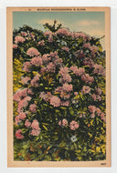 Mountain Rhododendron in Bloom, USA Vintage Original Postcard # 1486 - New - 1960's VG