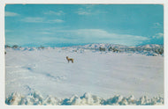 Now, Let's Go Find Some Rabbits! - Vintage Original Postcard # 1551 - Post Marked February 24, 1960