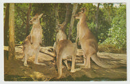 Kangaroos - Australia - Vintage Original Postcard # 1567 - New - 1970's