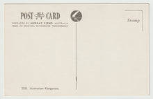 Load image into Gallery viewer, Kangaroos - Australia - Vintage Original Postcard # 1567 - New - 1970's
